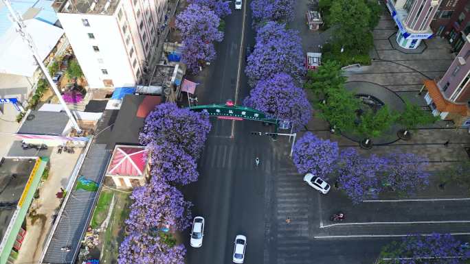 云南昆明万宏路蓝花楹横屏4K