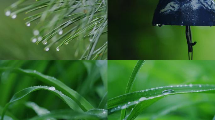 雨天禅意水珠意境自然空镜头端午雨水清明