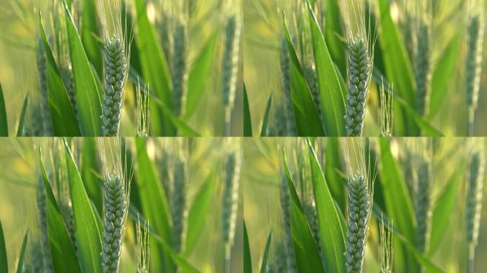 小麦特写镜头