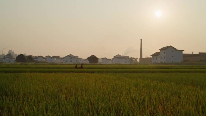 水稻 少数民族姑娘收割稻谷