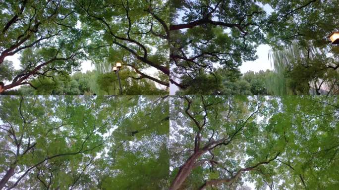 唯美仰望仰视仰拍树林树叶树木空镜头44