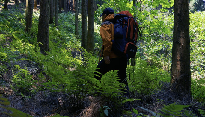 穿越原始森林-探险家树林徒步旅行穿越丛林