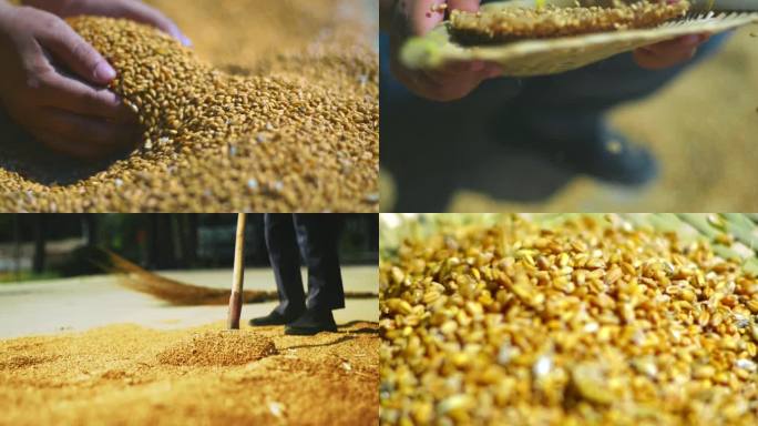 小麦麦子熟了收小麦三农乡村振兴丰收农业