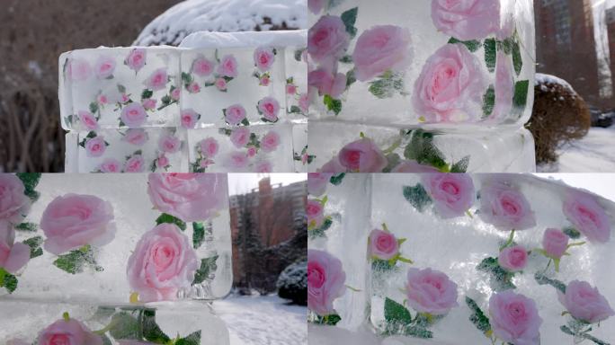 冬天景色冬季玫瑰花唯美冰封玫瑰