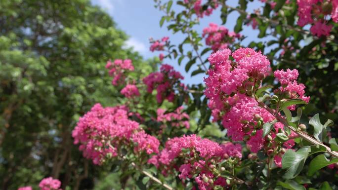 【4k】夏天盛开的紫薇花