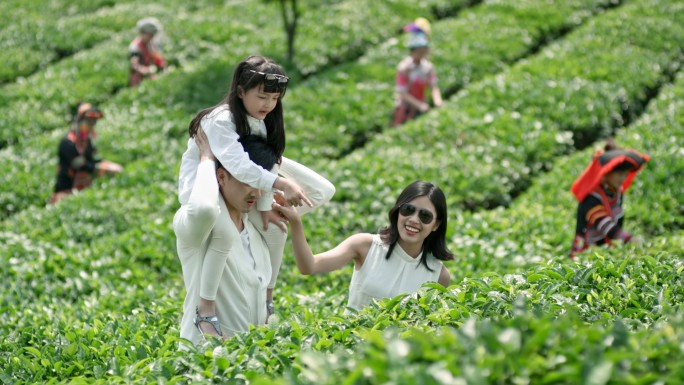 幸福一家三口旅游茶园品茶体验