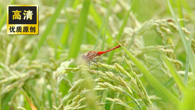 绿色稻田上的蜻蜓 有机农场稻田麦田大自然