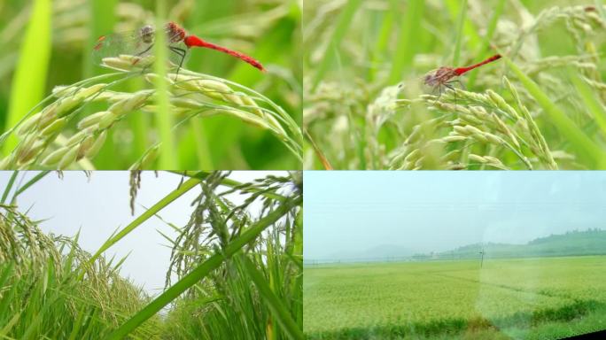 绿色稻田上的蜻蜓 有机农场稻田麦田大自然