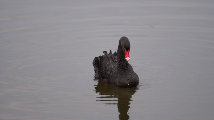 永川玄天湖觅食的黑天鹅