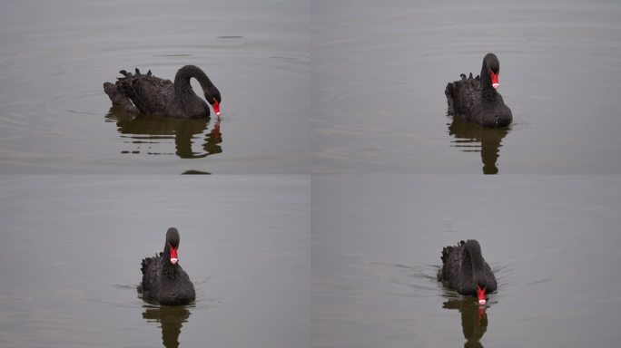 永川玄天湖觅食的黑天鹅