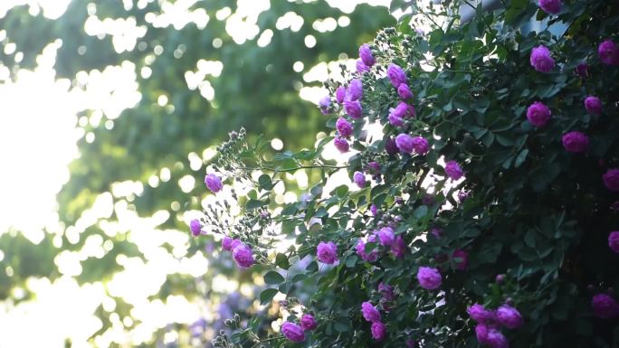 蔷薇花空镜头花开夏天唯美治愈阳光