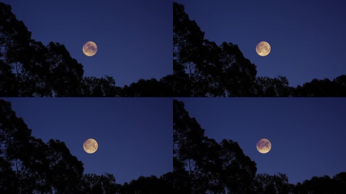 夜晚森林月亮树林明月当空中秋节十五的月亮