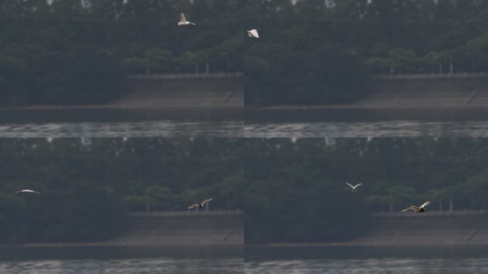 一群鸟类在湖边觅食