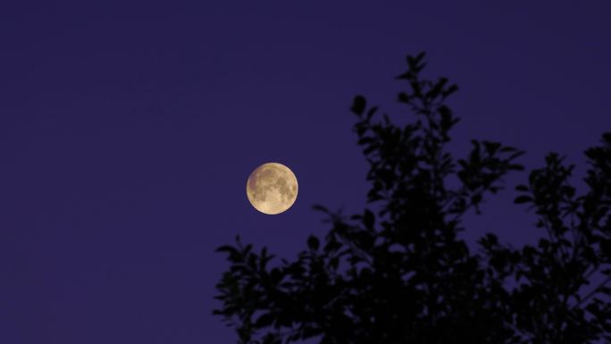 树林月亮合集  十五的月亮   森林月亮