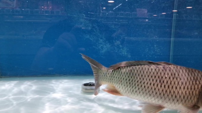 鲤鱼 淡水鱼 水池 鱼缸 活鱼