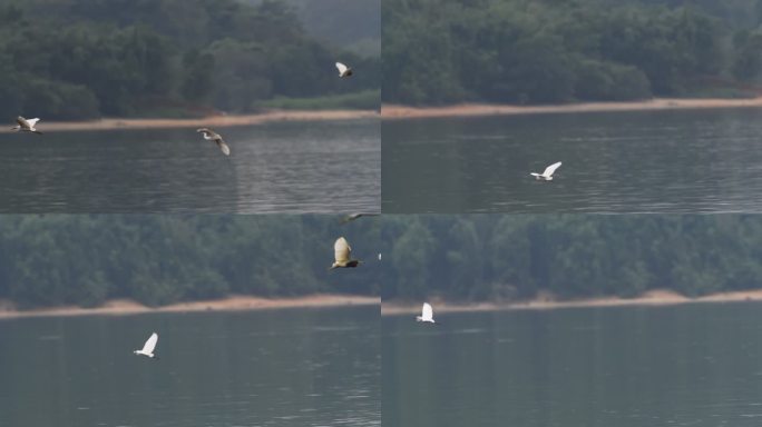 一群鸟类在湖边飞翔