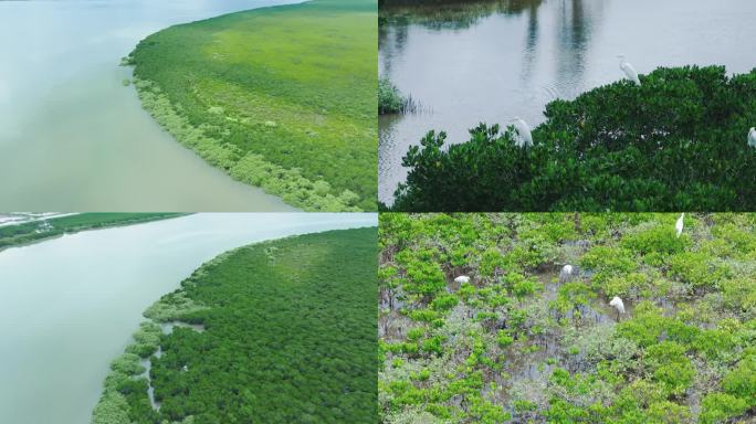 海口北港岛红树林湿地无人机航拍4K白鹭