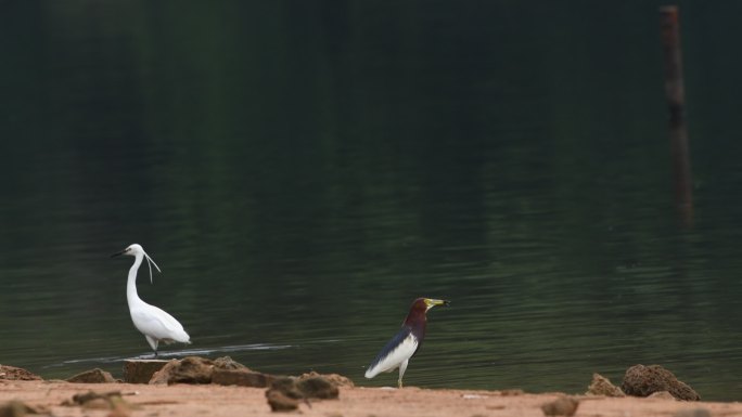 一群鸟类在湖边觅食