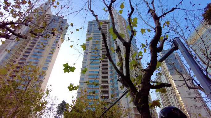 透过树枝叶子仰望陆家嘴上海中心大厦风景视