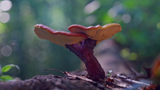 深山深林里的野生灵芝