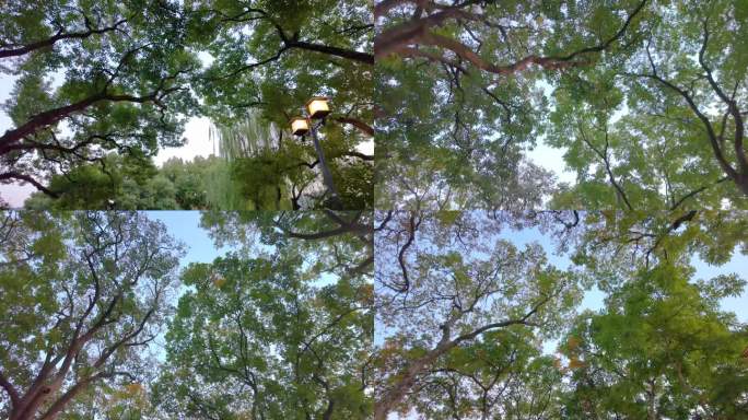 唯美仰望仰视仰拍树林树叶树木空镜头49