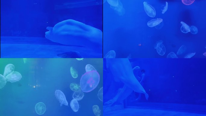 海洋动物鱼类深海海洋馆美丽观赏旅游鲸鱼