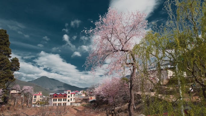 香格里拉尼西藏族村庄春季蓝天白云桃花盛开