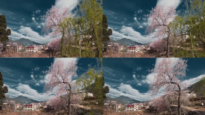 香格里拉尼西藏族村庄春季蓝天白云桃花盛开