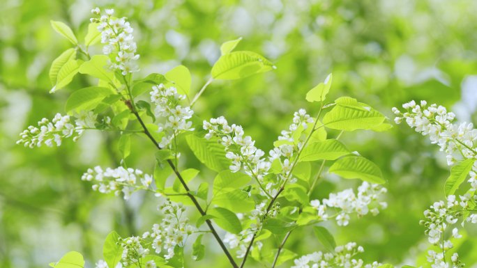 春回大地，绿植生机勃勃