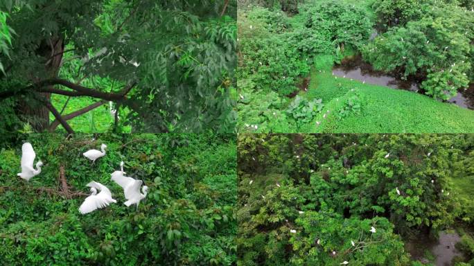 白鹭 生态拍摄 生态环境 鸟类 鸟类拍摄