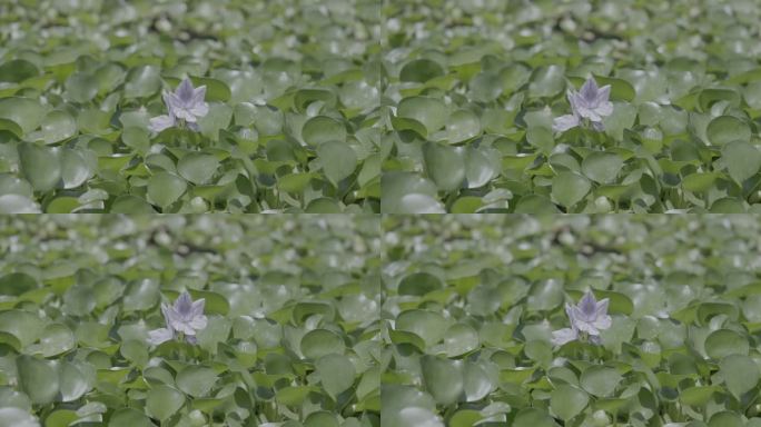 水葫芦开花