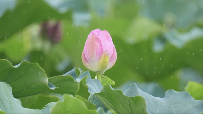 雨中荷花