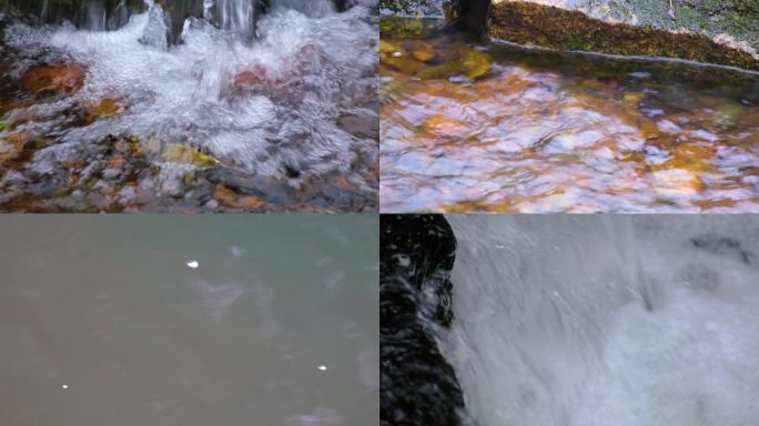 杭州植物园小溪流水风景视频素材900
