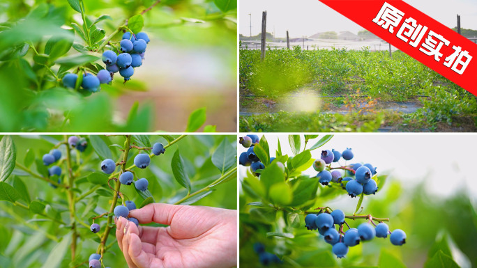 【蓝莓合集】蓝莓园农副产品农场采摘