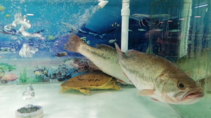 鲈鱼 甲鱼 鲢鱼 淡水鱼 活鱼