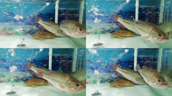 鲈鱼 甲鱼 鲢鱼 淡水鱼 活鱼