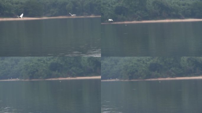 一群鸟类在湖边飞翔