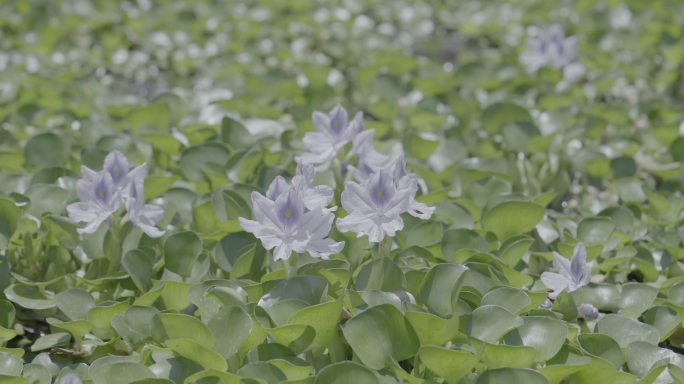 水葫芦开花