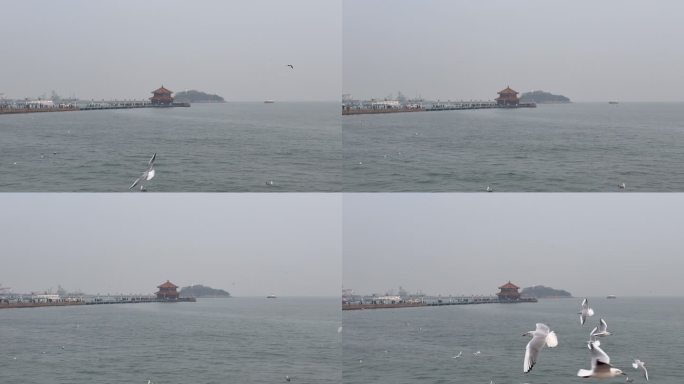 青岛栈桥：阴天栈桥上的海鸥