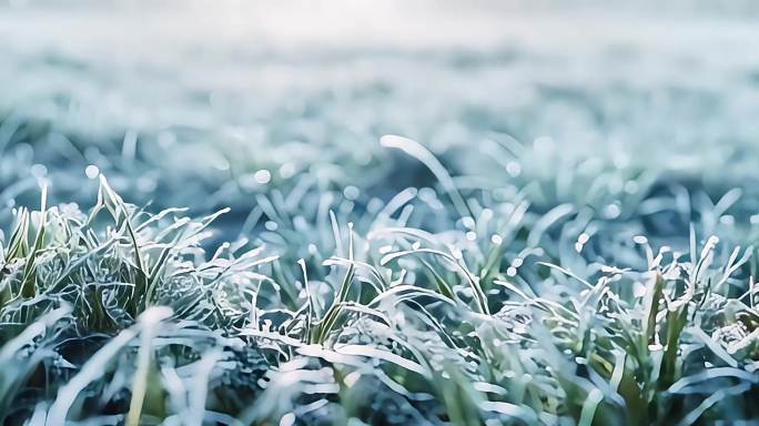 冬天的草下雪