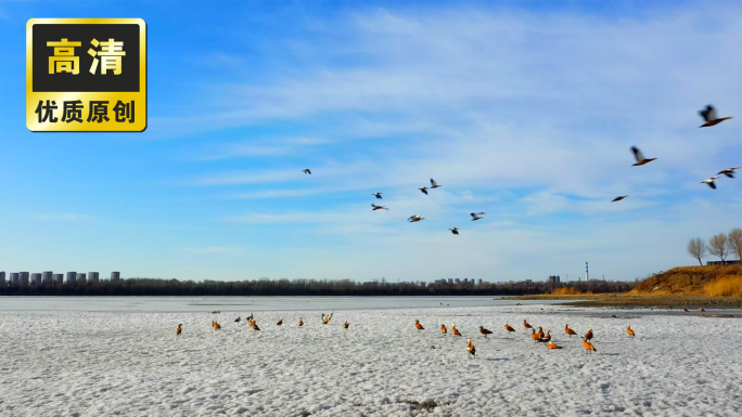 冰雪消融 河边野鸭栖息 蓝天白云野鸭子
