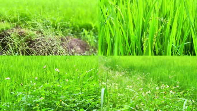 稻田植物空镜