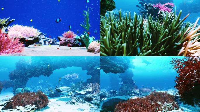 海底珊瑚鱼群海龟