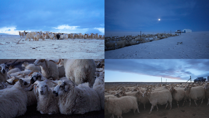 牧民牧羊高原牧场羊群