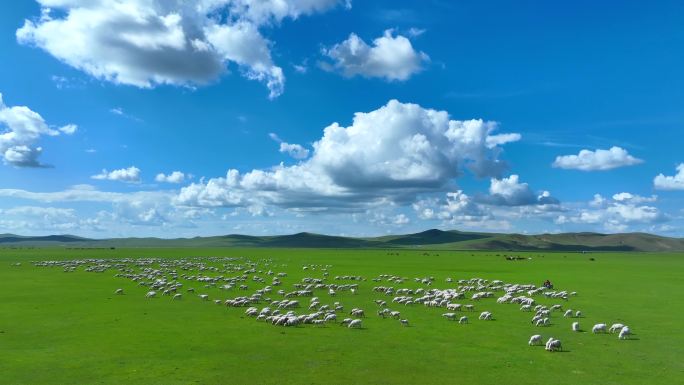 巴尔虎草原牧羊人