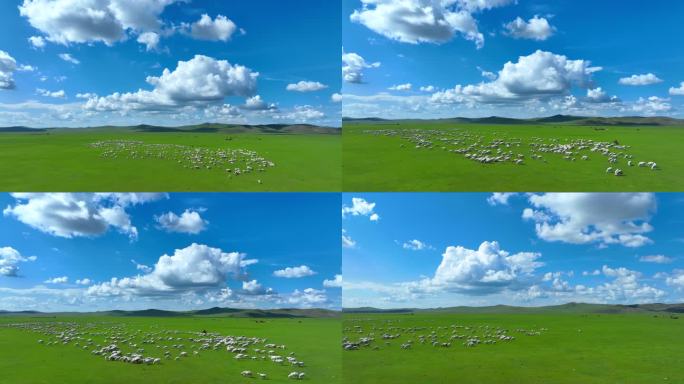 巴尔虎草原牧羊人
