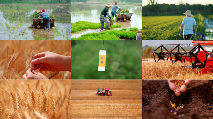 芒种麦田小麦稻田插秧丰收播种农业农田农民