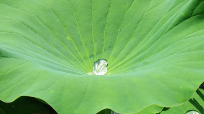 夏日荷花碧盖叶 雨后出水映芙蓉