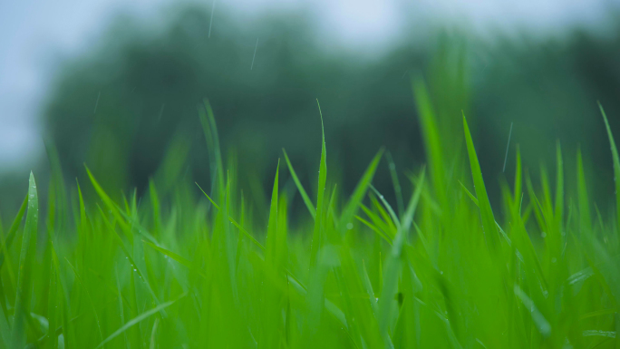 雨天水稻秧苗