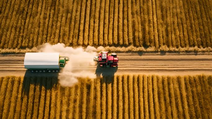 拖拉机和农业机械在秋天收割玉米